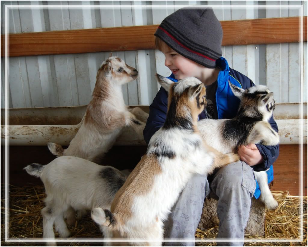 So Would I Like Nigerian Dwarfs? - Goats