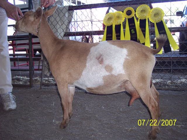 Nigerian Dwarf Milking Lines - Goats