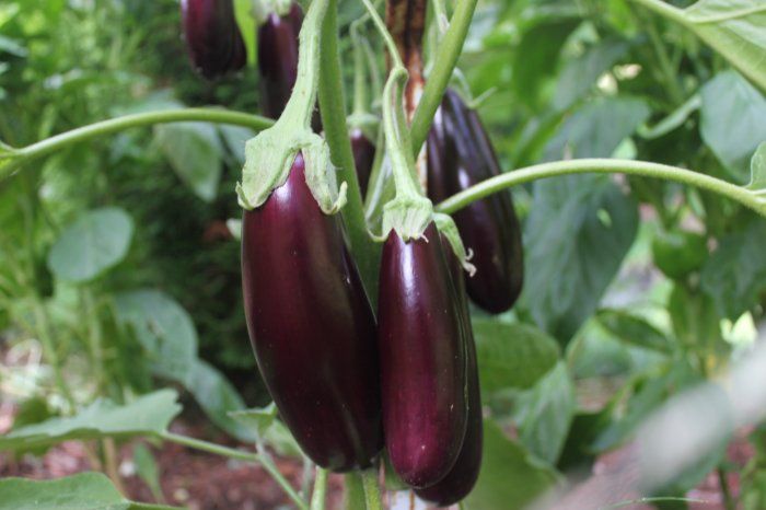 eggplant.jpg 