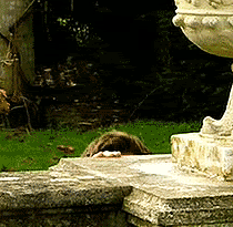 DavidTennant-Peeking.gif