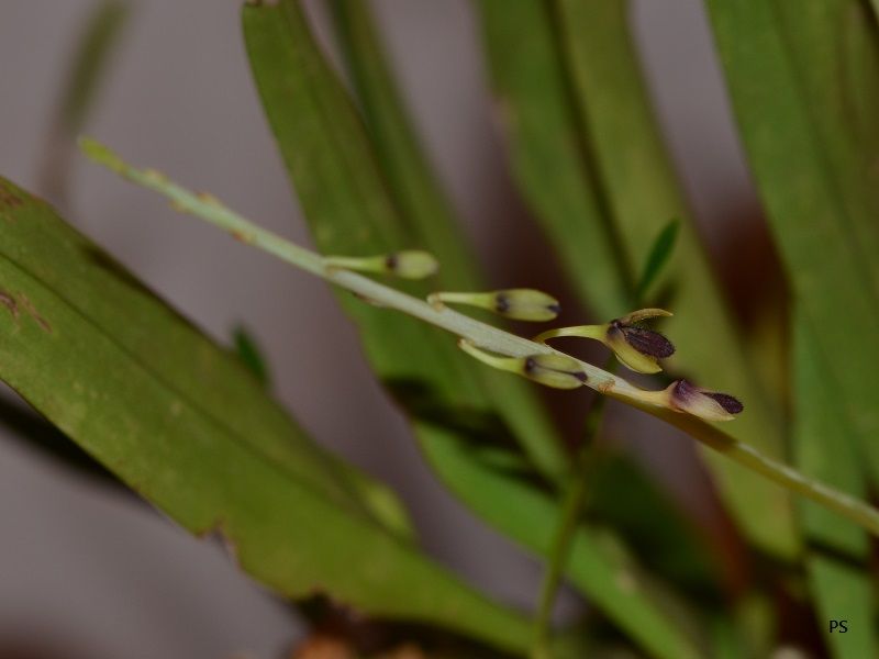  photo Bulbophyllumnigrescens-01.jpg