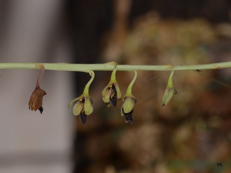  photo Bulbophyllumnigrescens-02.jpg