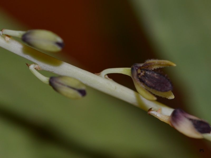  photo Bulbophyllumnigrescens-03.jpg