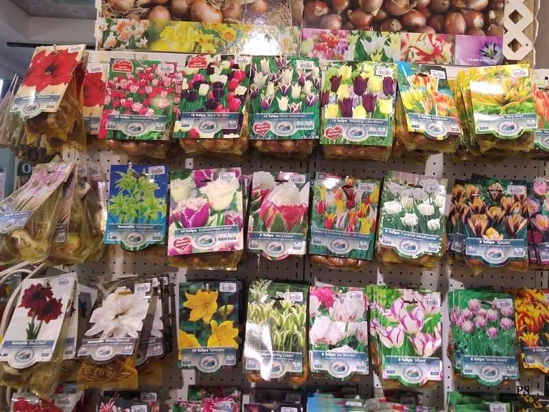  photo Bun Bun Bulbs-A07.jpg
