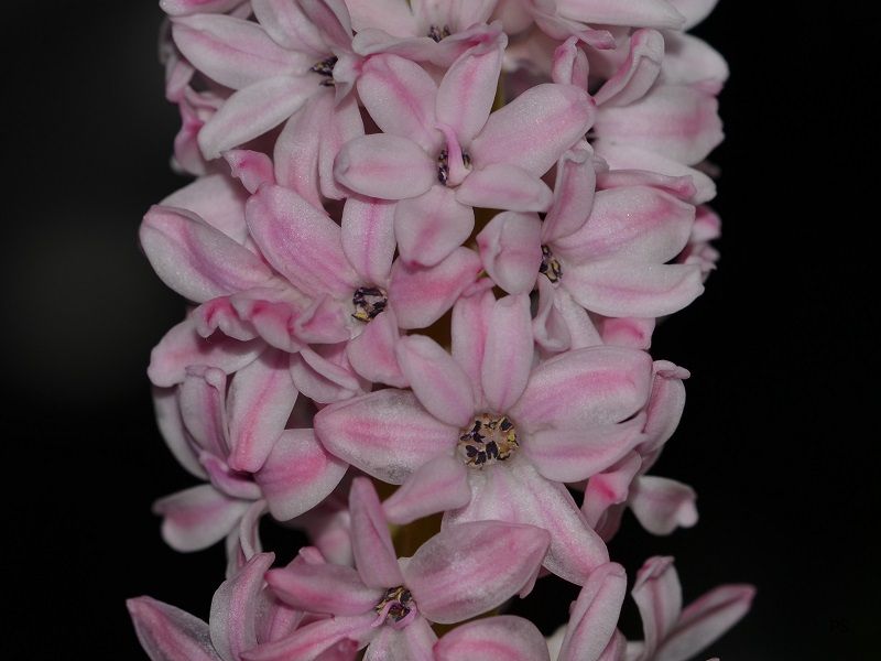  photo HyacinthHybrid-B02.jpg