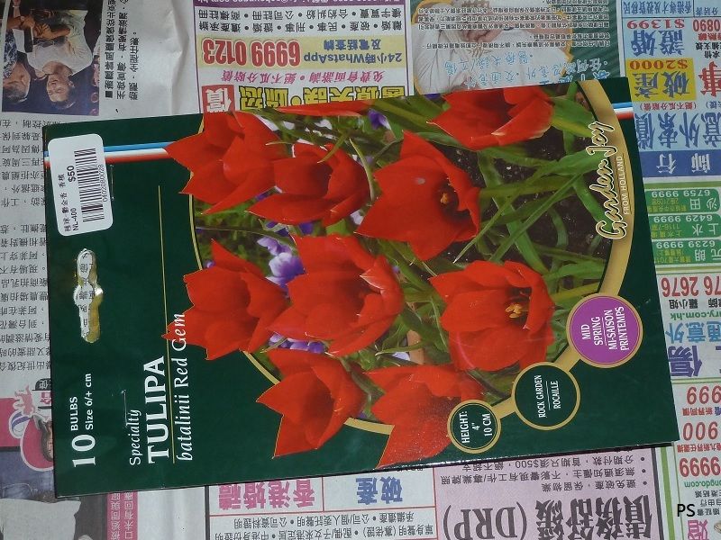  photo Tulipa batalinii Red Gem-01.jpg