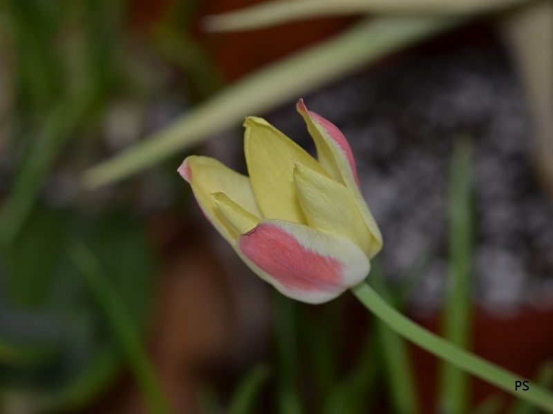  photo Tulipa batalinii Red Gem-02.jpg