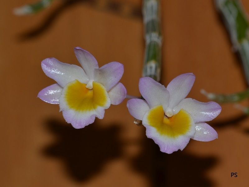  photo Dendrobium crepidatum-04.jpg