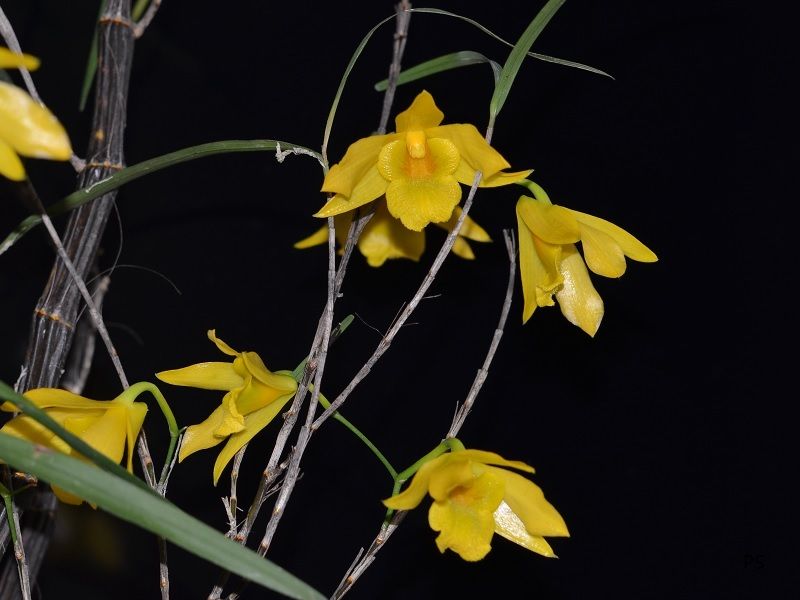  photo Dendrobium hainanensis-01.jpg