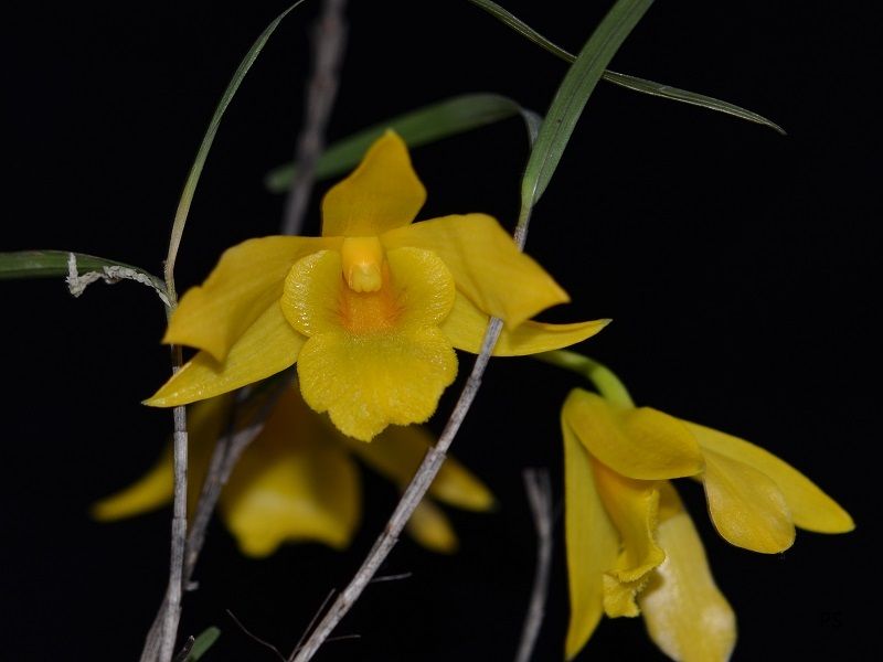  photo Dendrobium hainanensis-2.jpg