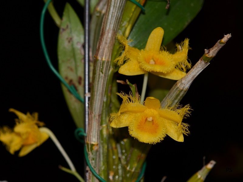  photo Dendrobium harvyanum-01.jpg