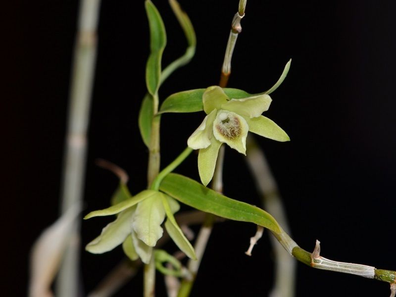  photo Dendrobium huoshanense-10.jpg