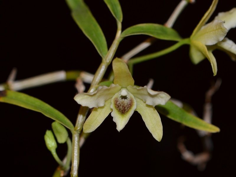  photo Dendrobium huoshanense-11.jpg