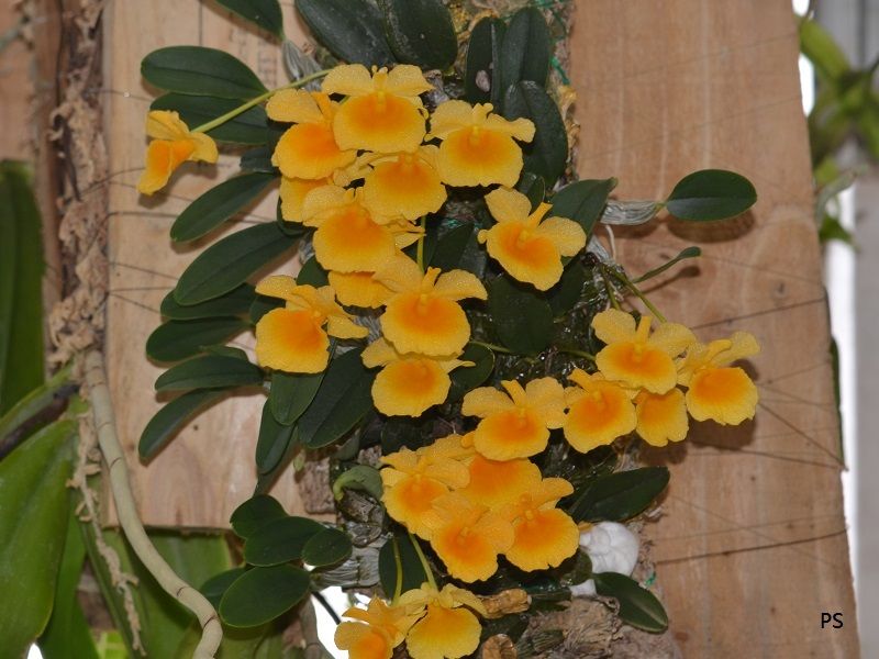  photo Dendrobium jenkinsii-04.jpg
