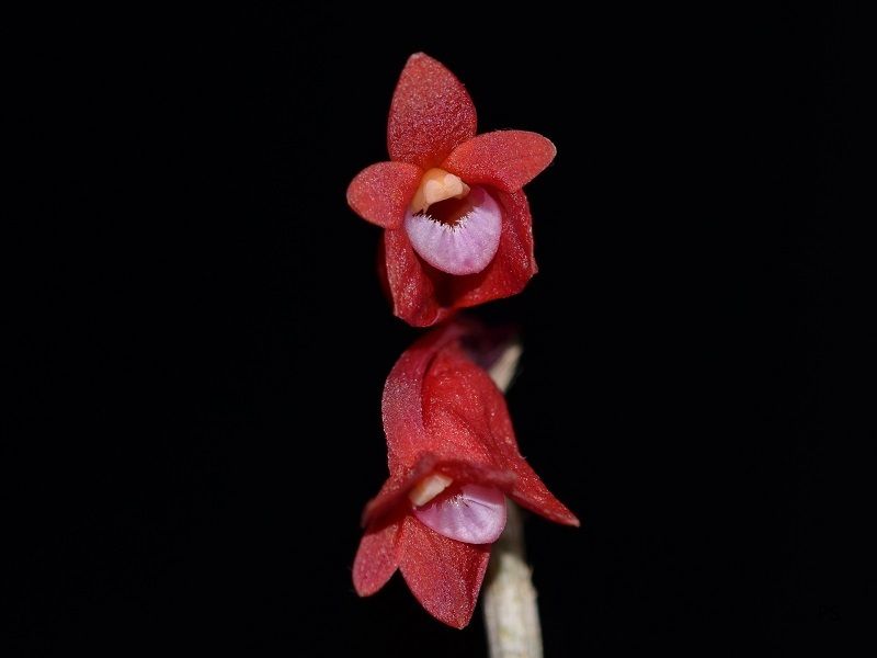  photo Dendrobium lawesii-A01.jpg