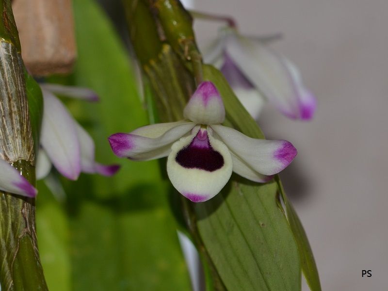  photo Dendrobium nobile-02.jpg