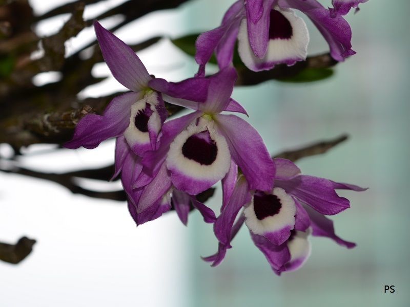  photo Dendrobium nobile-A02.jpg