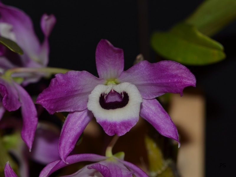  photo Dendrobium nobile-A03.jpg