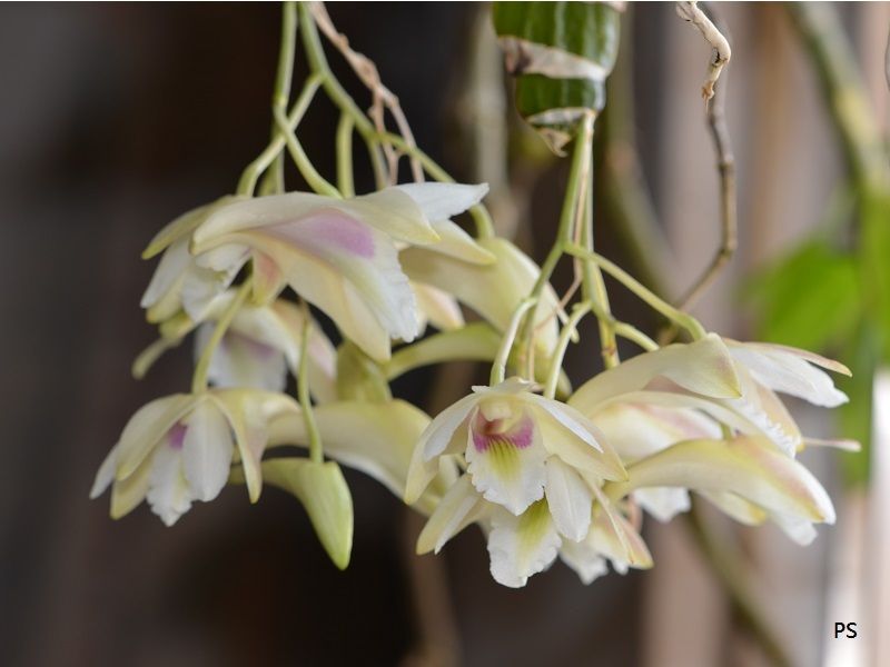  photo Dendrobium platygastrium-04.jpg