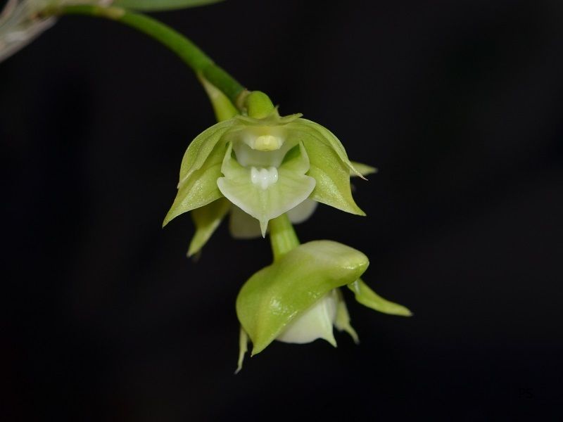  photo Dendrobium punamense-01.jpg