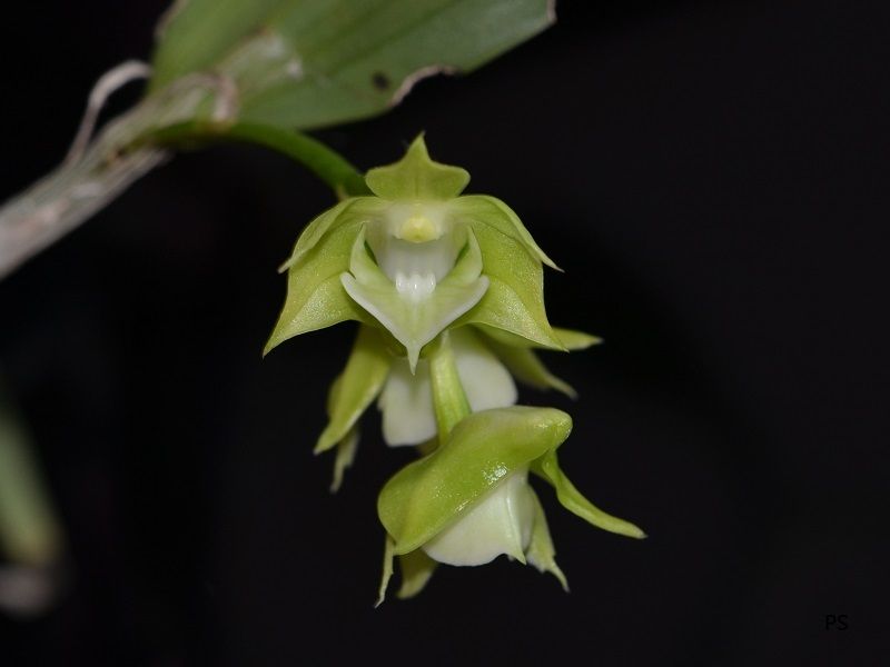  photo Dendrobium punamense-02.jpg