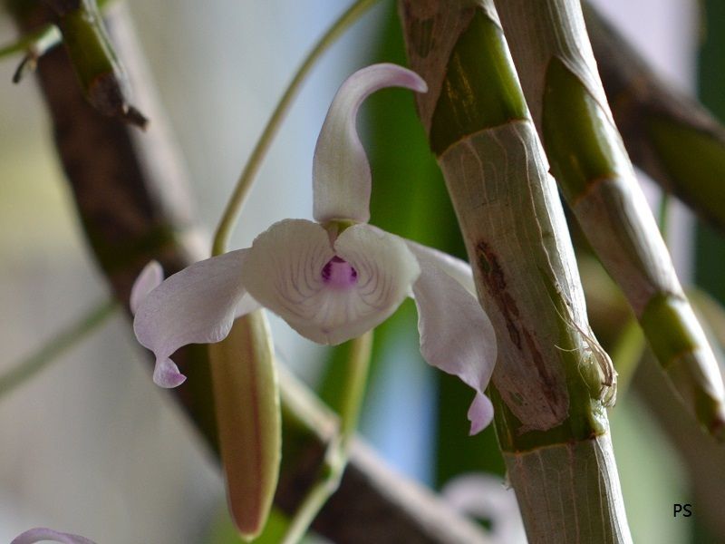  photo Dendrobium tortile-01.jpg