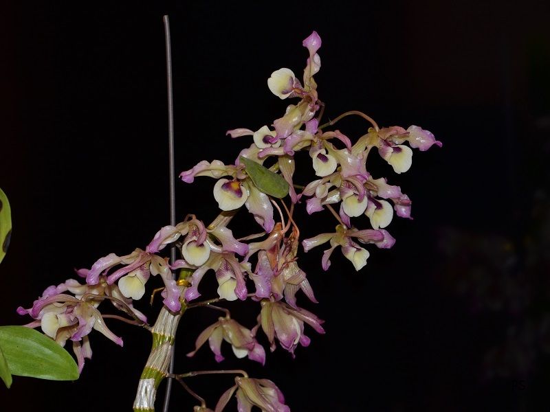  photo Dendrobium tortile-A01.jpg