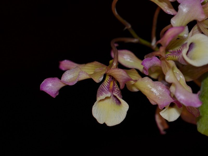  photo Dendrobium tortile-A02.jpg