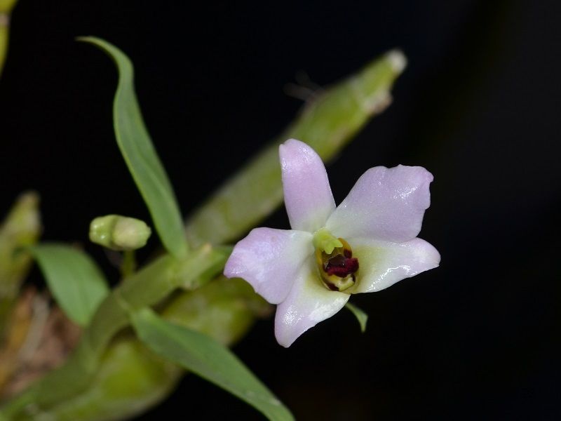  photo Dendrobium trantuanii-B01.jpg