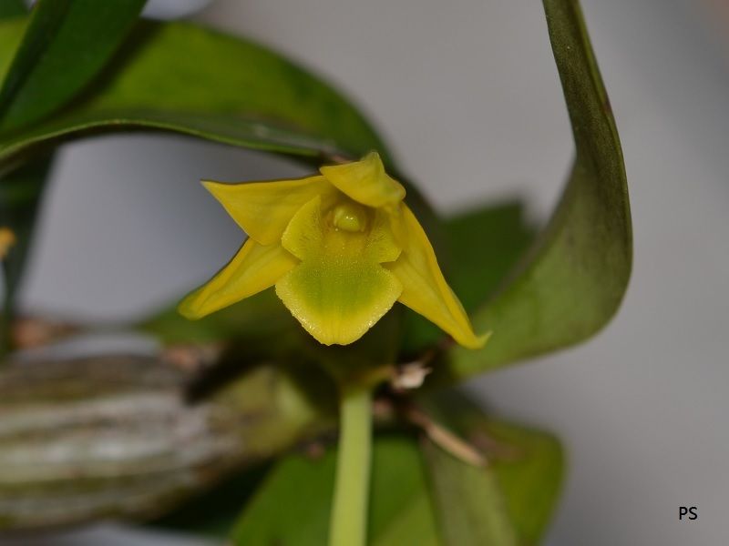  photo Dendrobium trigonopus-A01.jpg
