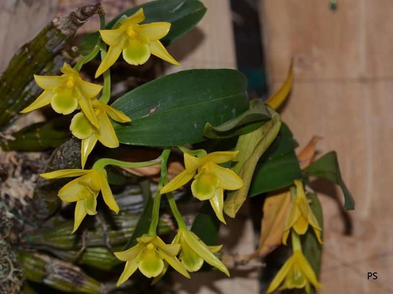  photo Dendrobium trigonopus-B01.jpg