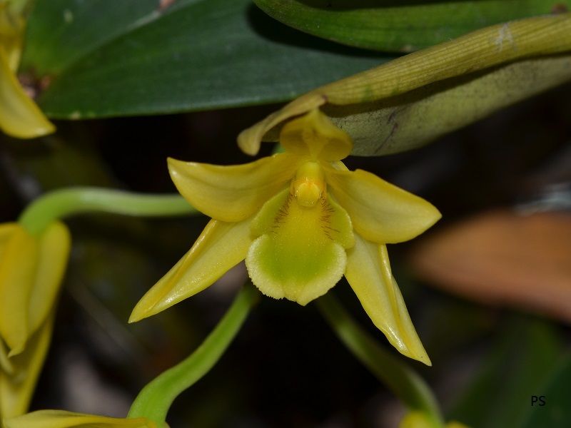  photo Dendrobium trigonopus-B02.jpg