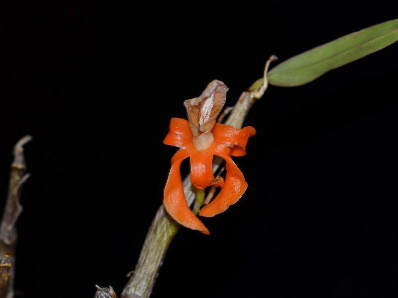  photo Dendrobium unicum-01.jpg
