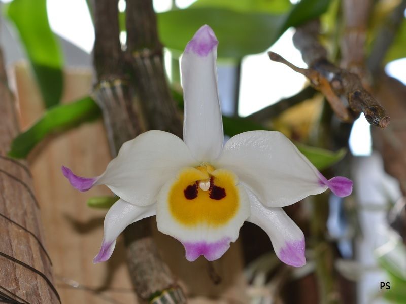  photo Dendrobium wardianum-A01.jpg