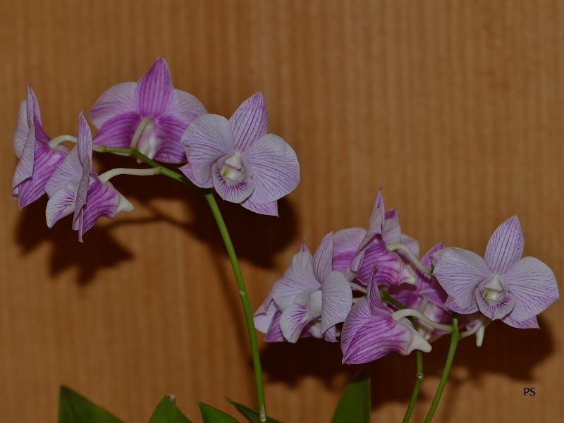  photo DendrobiumHybrid-A01.jpg