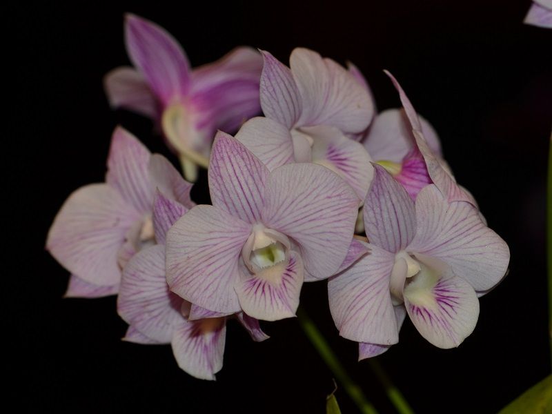  photo DendrobiumHybrid-A02.jpg