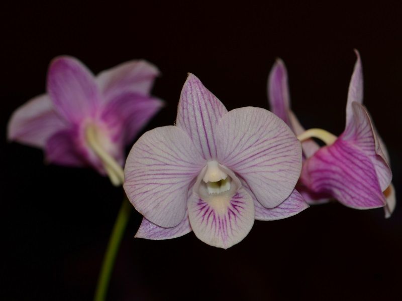  photo DendrobiumHybrid-A03.jpg