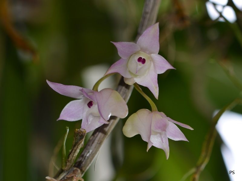  photo Dendrobiumaduncum-02.jpg