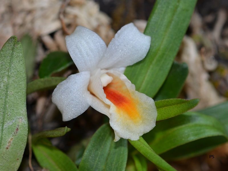  photo Dendrobiumchristyanum-A02.jpg