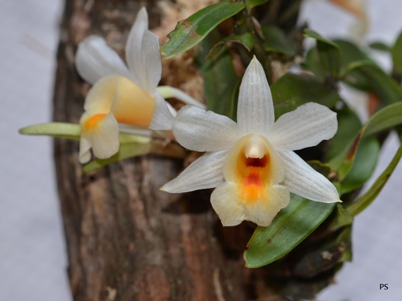  photo Dendrobiumchristyanum-B01.jpg