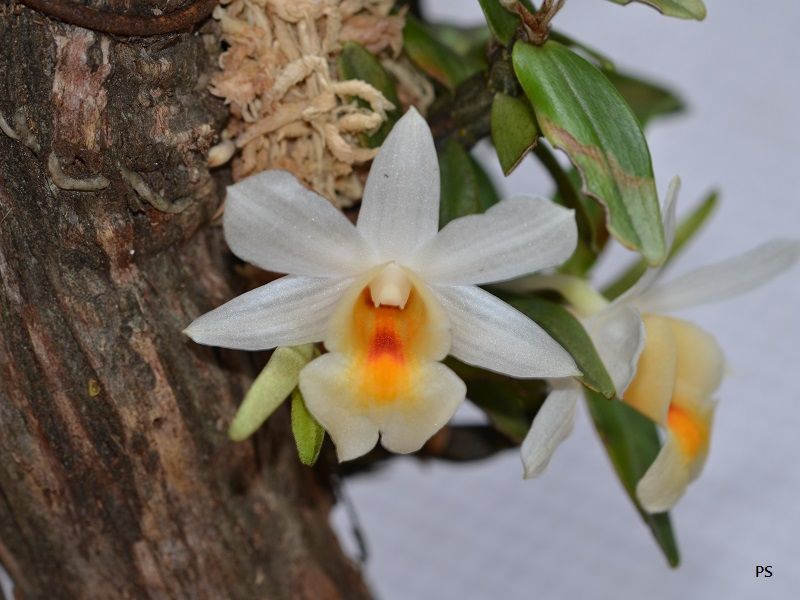  photo Dendrobiumchristyanum-B02.jpg