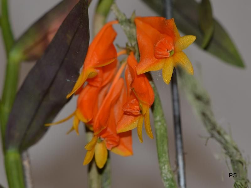  photo Dendrobiumchrysopterum-01.jpg