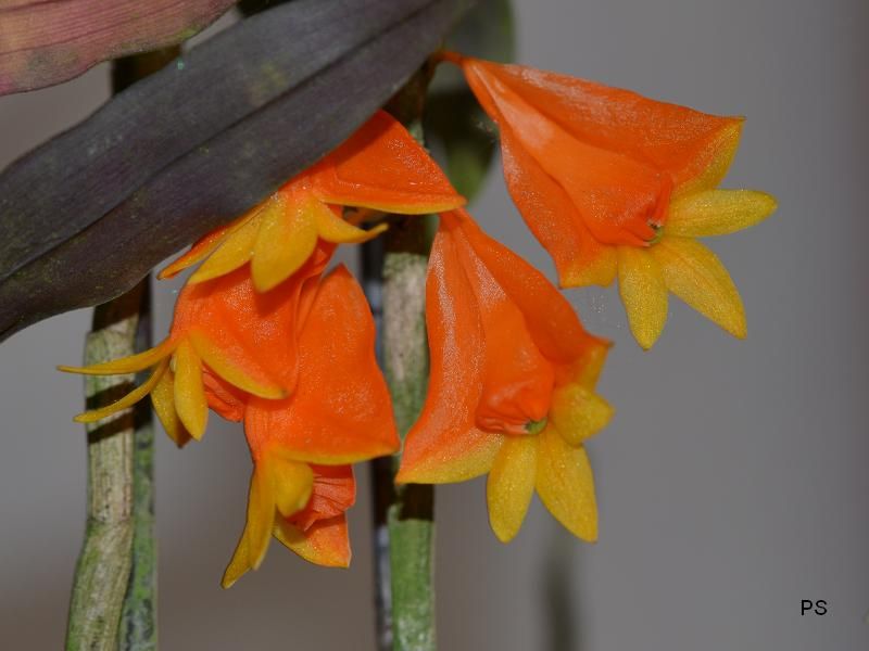  photo Dendrobiumchrysopterum-02.jpg