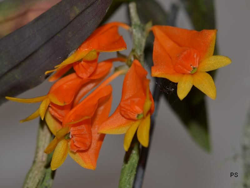  photo Dendrobiumchrysopterum-03.jpg