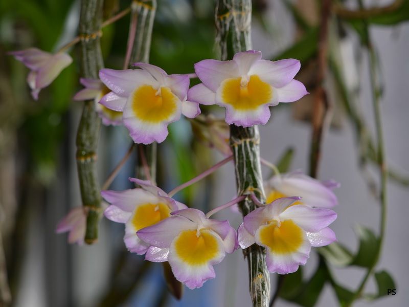  photo Dendrobiumcrepidatum-01.jpg