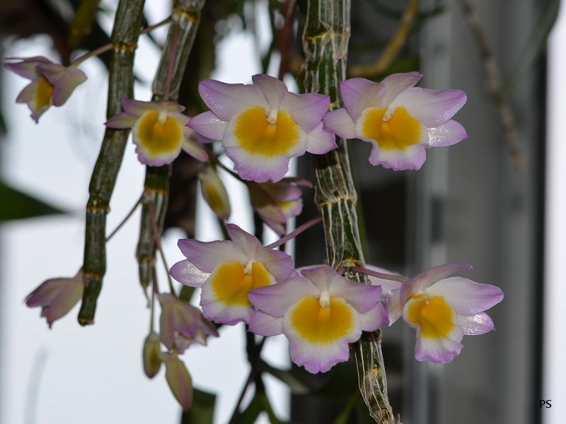 photo Dendrobiumcrepidatum-02.jpg