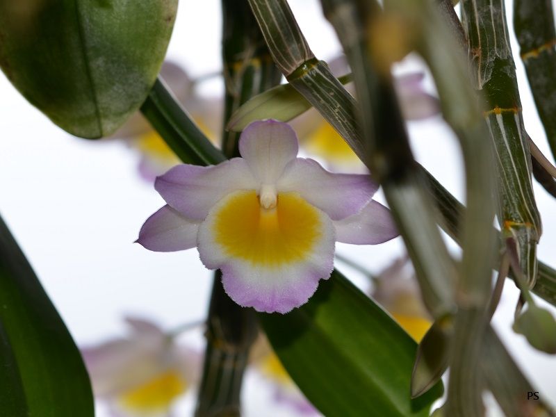  photo Dendrobiumcrepidatum-03.jpg