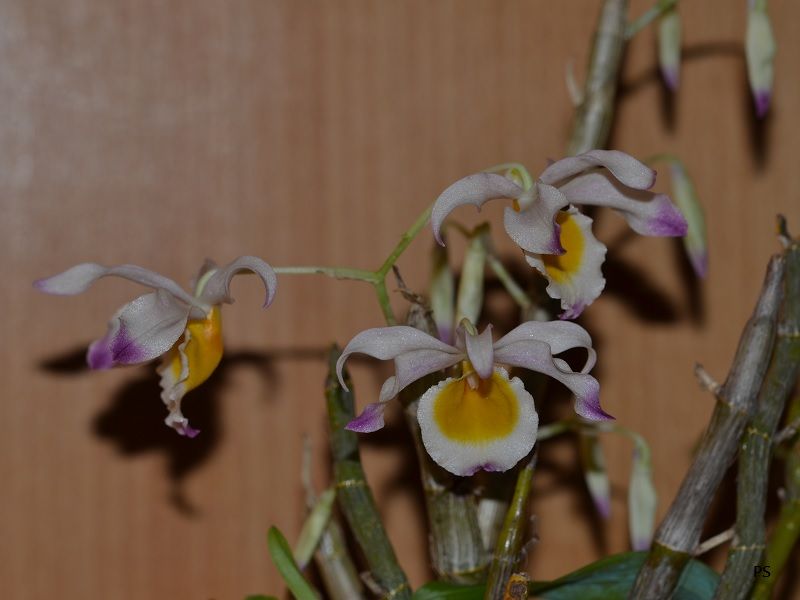  photo Dendrobiumcrystallinum-01.jpg