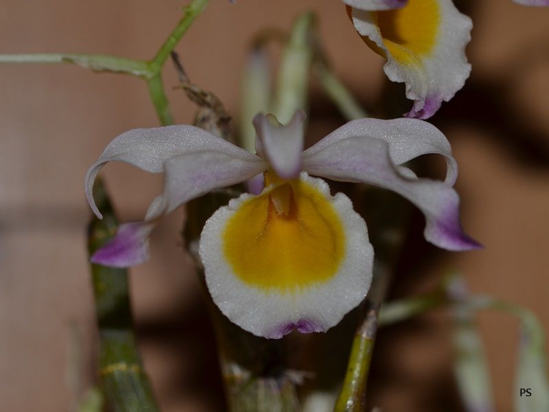  photo Dendrobiumcrystallinum-02.jpg