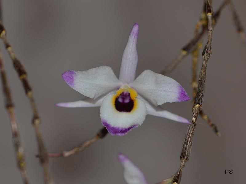  photo Dendrobiumfalconeri-A01.jpg